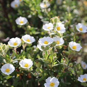 2 x ciste obtusifolius - cistus obtusifolius  - godet 9x9 cm