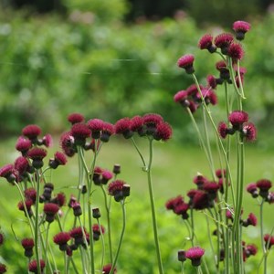 Cirse des rives  - cirsium rivulare 'atropurpureum'  - godet 9x9 cm
