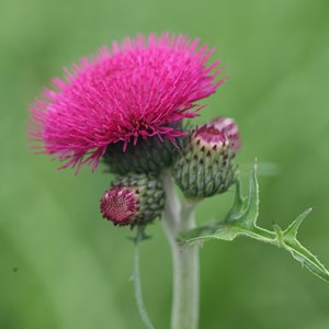 6 x cirse des rives  - cirsium rivulare 'atropurpureum'  - godet 9x9 cm