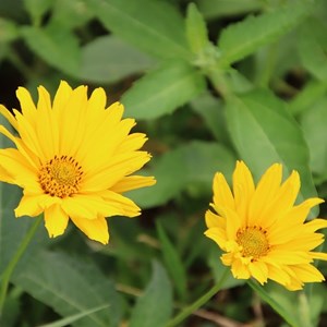 6 x coréopsis à feuilles en aiguilles 'crème brulée' - coreopsis hybrida 'creme