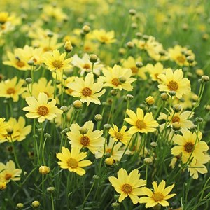 6 x coréopsis à feuilles en aiguilles 'crème brulée' - coreopsis hybrida 'creme