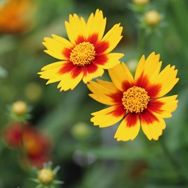 Coreopsis little bang 'daybreak' - godet 9x9 cm