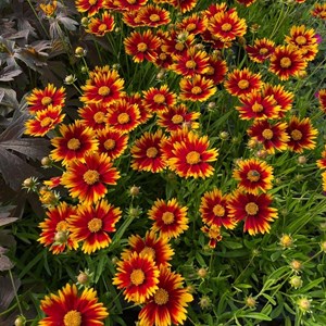 Coreopsis little bang 'daybreak' - godet 9x9 cm