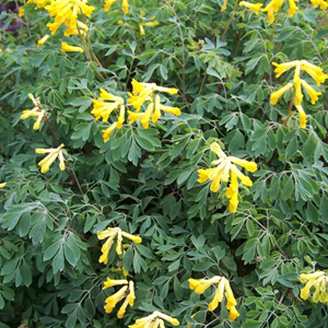 Corydalis lutea - godet 9x9 cm