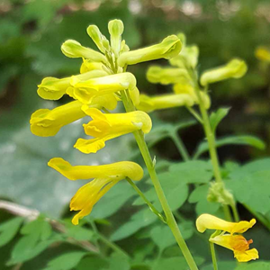 Corydalis lutea - godet 9x9 cm