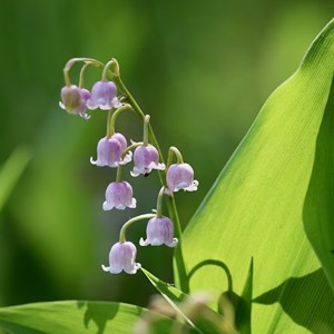 Convallaria maj.  - convallaria majalis 'rosea'  - godet 9x9 cm
