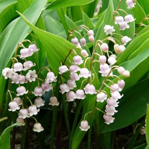 6 x convallaria maj.  - convallaria majalis 'rosea'  - godet 9x9 cm