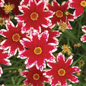 Coreopsis 'ruby frost' - godet 9x9 cm