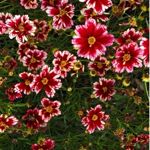 6 x coreopsis 'ruby frost' - godet 9x9 cm
