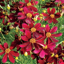 6 x coréopsis  - coreopsis hybrida 'red satin'  - godet 9x9 cm