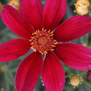 6 x coréopsis  - coreopsis hybrida 'red satin'  - godet 9x9 cm