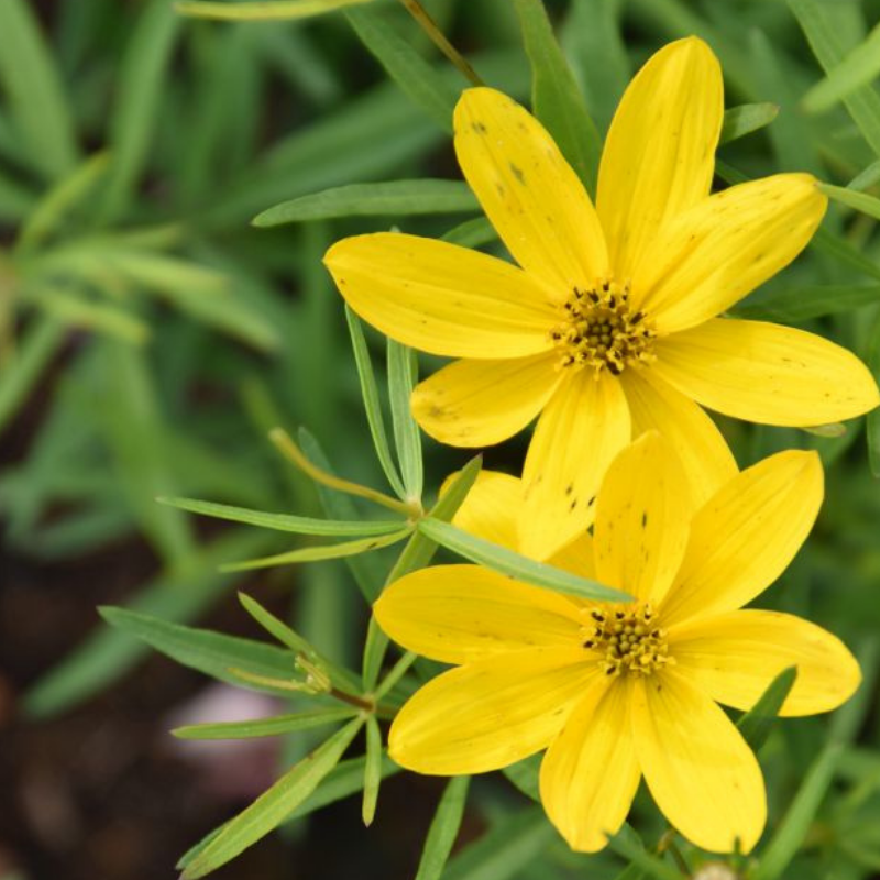 6 x coreopsis vert. - coreopsis verticillata 'el dorado' - godet 9x9 cm