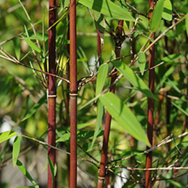 Fargésia, bambou parapluie   - fargesia 'red dragon'  - 40-50 cm pot