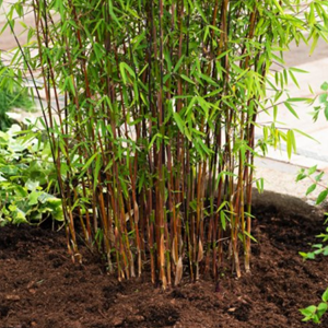 Fargésia, bambou parapluie   - fargesia 'red dragon'  - 40-50 cm pot