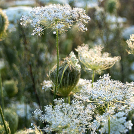 Daucus carota - godet 9x9 cm