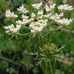 Daucus carota - godet 9x9 cm