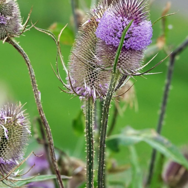 Arborix - 6 x cardère commune, cabaret des oiseaux - dipsacus fullonum - godet 9x9 cm