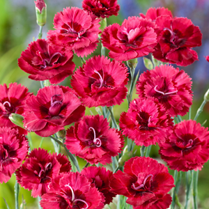 Œillet mignardise  - dianthus plumarius 'munot'  - godet 9x9 cm
