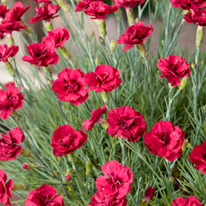 6 x œillet mignardise  - dianthus plumarius 'munot'  - godet 9x9 cm