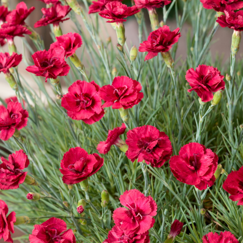 Arborix - 6 x œillet mignardise  - dianthus plumarius 'munot'  - godet 9x9 cm