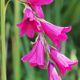 Dierama pulcherrimum - godet 9x9 cm