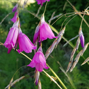 Dierama pulcherrimum - godet 9x9 cm