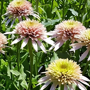 Echinacea purpurea.  - echinacea purpurea 'cherry fluff'  - godet 9x9 cm