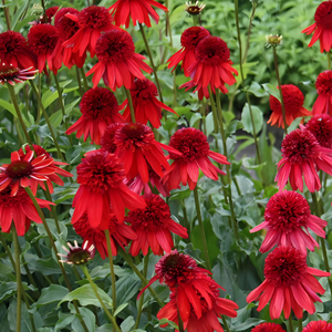 Rudbeckia pourpre  - echinacea purpurea 'eccentric'®  - godet 9x9 cm