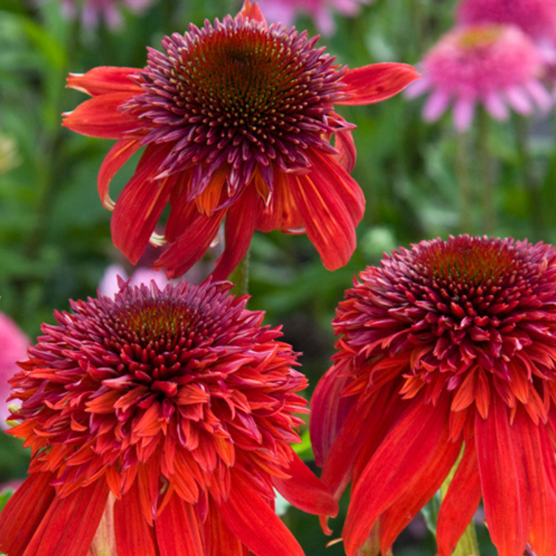 6 x rudbeckia pourpre - echinacea purpurea 'eccentric'® - godet 9x9 cm
