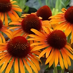 Rudbeckia pourpre  - echinacea purpurea 'flame thrower'®  - godet 9x9 cm