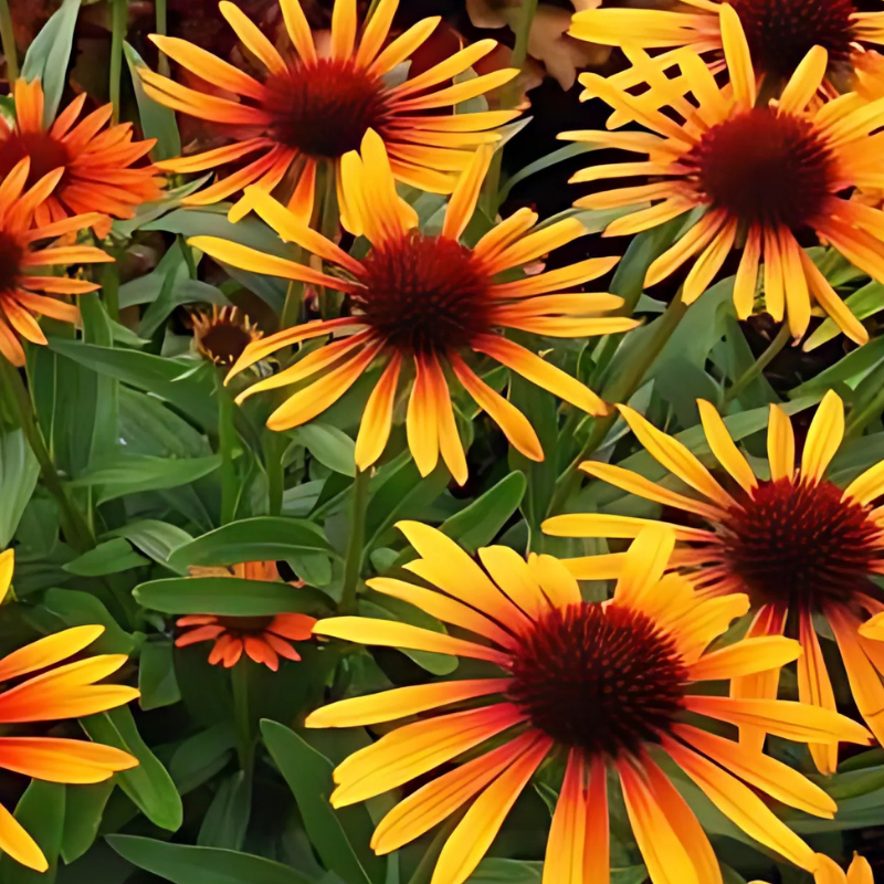 Arborix - 6 x rudbeckia pourpre  - echinacea purpurea 'flame thrower'®  - godet 9x9 cm