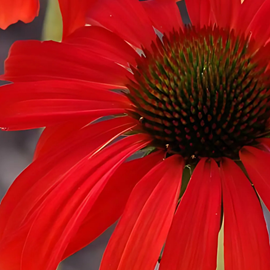 Rudbeckia pourpre ® - echinacea purpurea 'hot lava'  - godet 9x9 cm