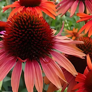 Rudbeckia pourpre ® - echinacea purpurea 'hot lava'  - godet 9x9 cm