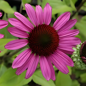 Rudbeckia pourpre  - echinacea purpurea 'little magnus'®  - godet 9x9 cm