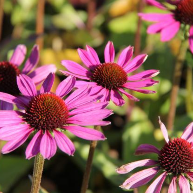 Arborix - 6 x rudbeckia pourpre  - echinacea purpurea 'little magnus'®  - godet 9x9 cm