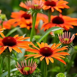 Rudbeckia pourpre  - echinacea purpurea 'orange skipper'  - godet 9x9 cm