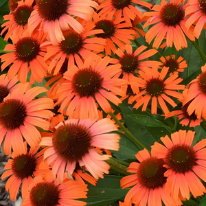Rudbeckia pourpre  - echinacea purpurea 'orange skipper'  - godet 9x9 cm