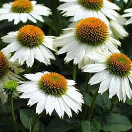 Rudbeckia pourpre  - echinacea purp 'pow wow white'  - godet 9x9 cm