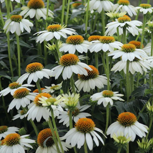 Rudbeckia pourpre  - echinacea purp 'pow wow white'  - godet 9x9 cm