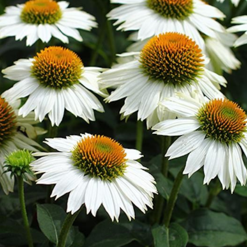 Arborix - 6 x rudbeckia pourpre  - echinacea purp 'pow wow white'  - godet 9x9 cm