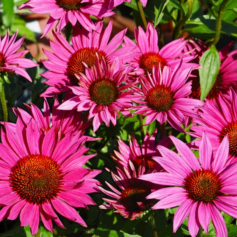 Arborix - 6 x rudbeckia pourpre 'js. Roho'® - echinacea purpurea 'j.s. Roho'® - godet 9x9