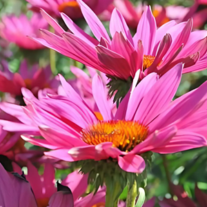 6 x rudbeckia pourpre 'js. Roho'® - echinacea purpurea 'j.s. Roho'® - godet 9x9