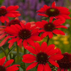 Rudbeckia pourpre  - echinacea purpurea 'red pearl'  - godet 9x9 cm