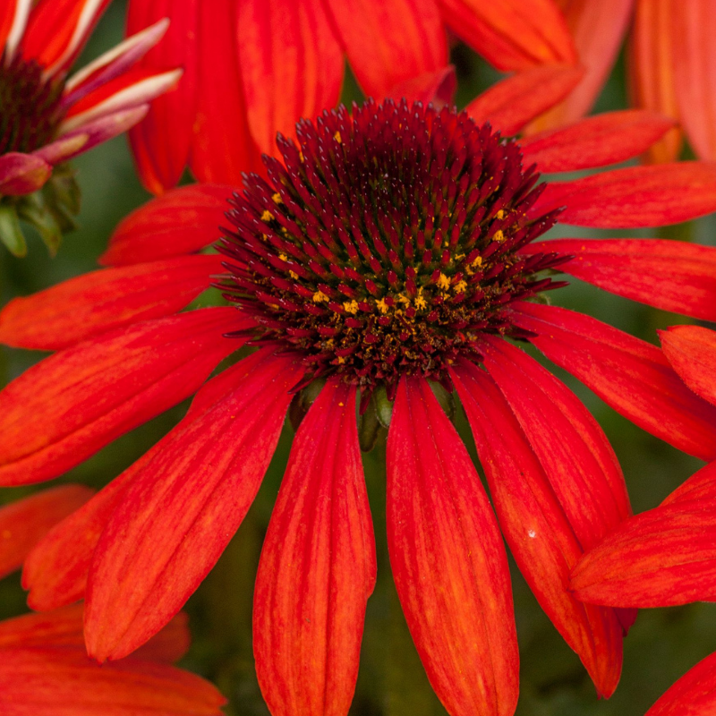 Arborix - 6 x rudbeckia pourpre  - echinacea purpurea 'red pearl'  - godet 9x9 cm