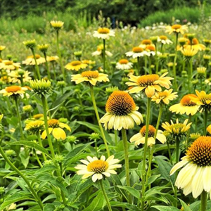 Rudbeckia pourpre  - echinacea purpurea 'mellow yellows'  - godet 9x9 cm