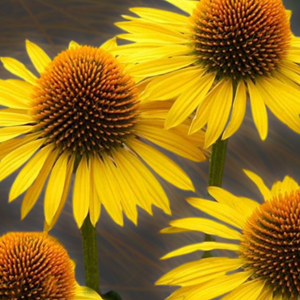 Rudbeckia pourpre  - echinacea purpurea 'mellow yellows'  - godet 9x9 cm