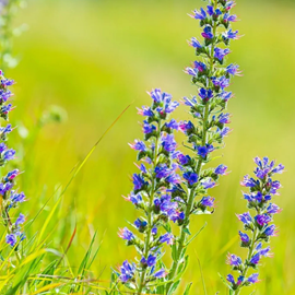Echium vulgare - godet 9x9 cm