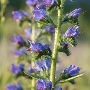Echium vulgare - godet 9x9 cm