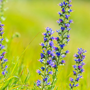 Echium vulgare - godet 9x9 cm