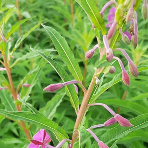 6 x épilobe, laurier de saint-antoine - epilobium angustifolium  - godet 9x9 cm